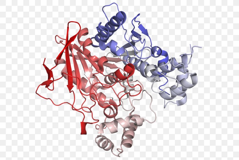 Butyrylcholinesterase Enzyme Acetylcholinesterase, PNG, 600x549px, Cholinesterase, Acetylcholine, Acetylcholinesterase, Acetylcholinesterase Inhibitor, Art Download Free