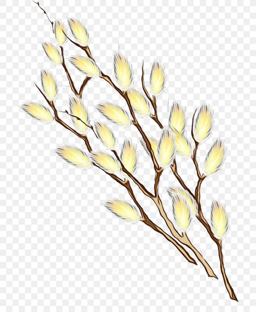 Flower Plant Yellow Branch Twig, PNG, 730x1000px, Watercolor, Branch, Cut Flowers, Flower, Freesia Download Free