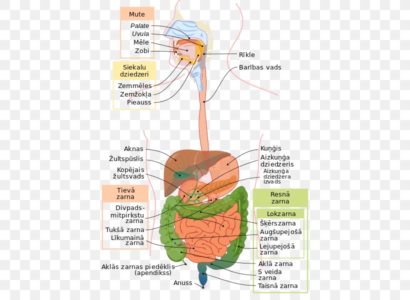 Human Digestive System Gastrointestinal Tract Digestion Anatomy Human Body, PNG, 440x600px, Watercolor, Cartoon, Flower, Frame, Heart Download Free