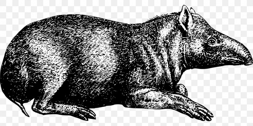 Raccoon Tapir Wombat Herbivore Animal, PNG, 1280x640px, Raccoon, Animal, Bear, Black And White, Canidae Download Free