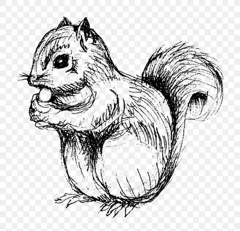 Squirrel Chipmunk Drawing Line Art Sketch, PNG, 1024x984px, Squirrel, Art, Beaver, Black And White, Black Squirrel Download Free