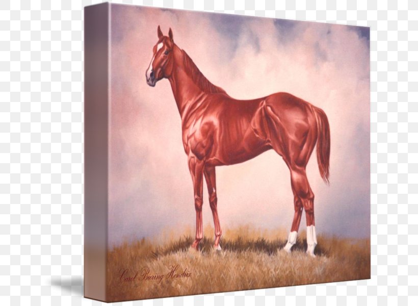 Stallion Mustang Bridle Gallery Wrap Halter, PNG, 650x600px, Stallion, Art, Bridle, Canvas, Gallery Wrap Download Free