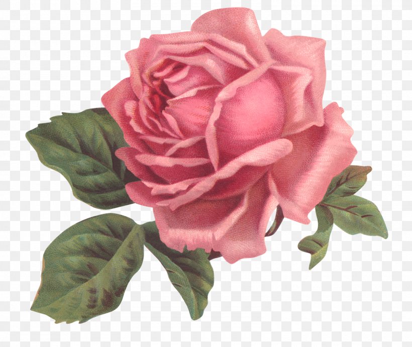 Vintage Clothing Flower Rose, PNG, 1600x1350px, Vintage Clothing, Artificial Flower, China Rose, Clothing, Cut Flowers Download Free