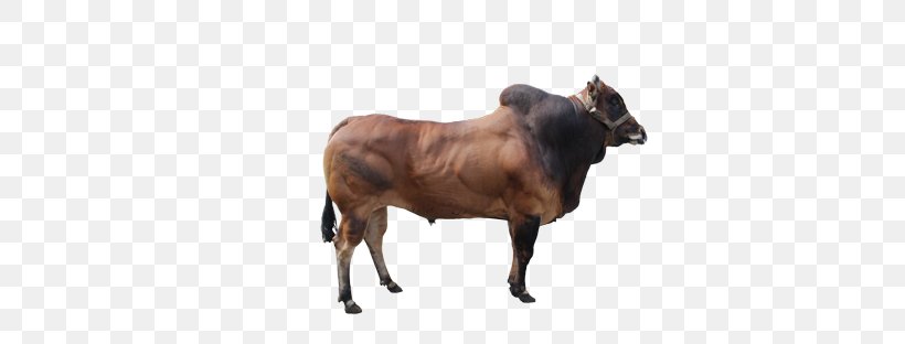 Zebu Madura Cattle Calf Beef Cattle Manding, PNG, 468x312px, Zebu, Balai Inseminasi Buatan, Beef Cattle, Bull, Calf Download Free