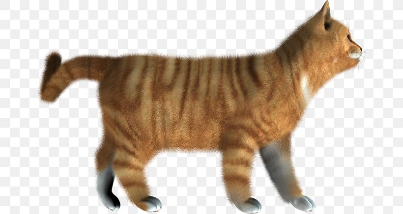 Cat Kitten Clip Art Desktop Wallpaper, PNG, 670x436px, Cat, American Shorthair, Animal Figure, Black Cat, California Spangled Download Free