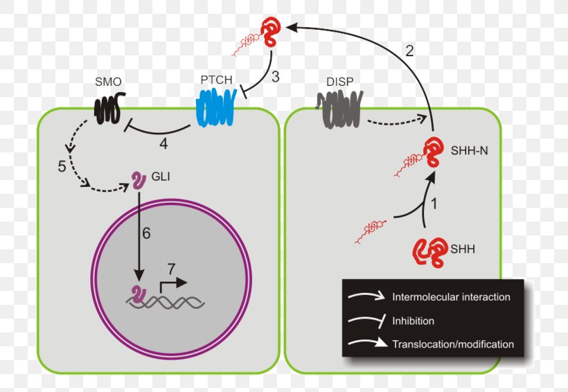 Hedgehog Signaling Pathway Sonic Hedgehog Cyclopamine Cell Signaling GLI1, PNG, 800x566px, Hedgehog Signaling Pathway, Area, Basalcell Carcinoma, Cancer, Cell Membrane Download Free