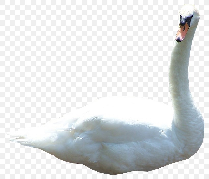 Mute Swan Duck Goose Bird Image, PNG, 800x700px, 3d Computer Graphics, Mute Swan, Beak, Bird, Black Swan Download Free
