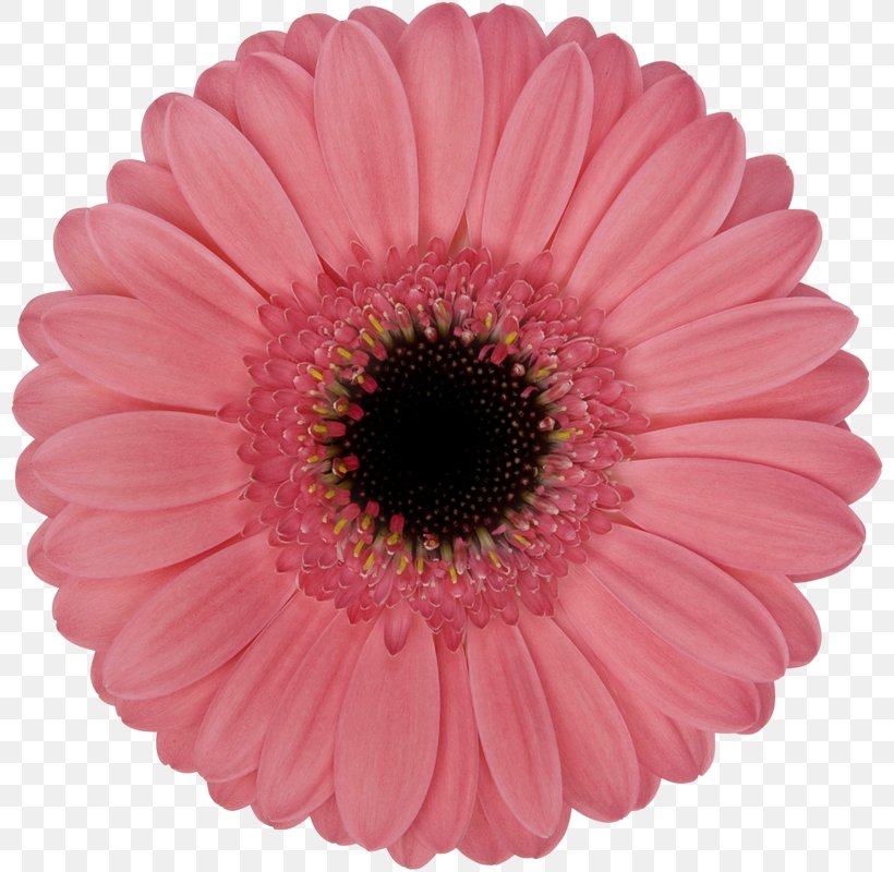 Transvaal Daisy Product Assortment Strategies Flower Floristry, PNG, 800x800px, Transvaal Daisy, African Daisy, Artificial Flower, Assortment Strategies, Asterales Download Free