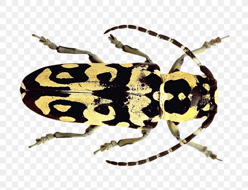 Beetle, PNG, 970x744px, Beetle, Animal, Arthropod, Bee, Insect Download Free