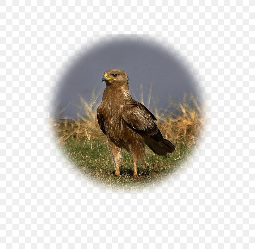 Bald Eagle Lesser Spotted Eagle Greater Spotted Eagle Golden Eagle, PNG, 600x800px, Bald Eagle, Accipitriformes, Beak, Bird, Bird Of Prey Download Free