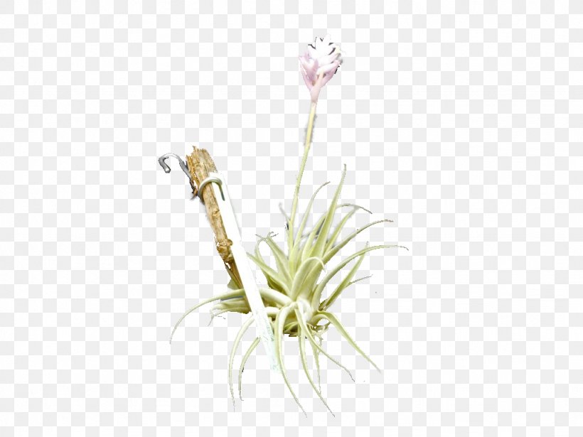 Bromeliads Tillandsia Cacticola Sansevieria Succulent Plant, PNG, 1024x768px, Bromeliads, Botany, Flora, Flower, Flowering Plant Download Free
