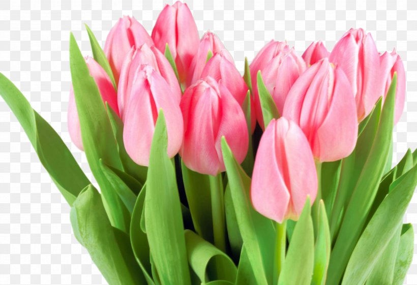 Flower Bouquet International Women's Day Tulip Woman, PNG, 3543x2428px, Flower, Bud, Child, Cut Flowers, Floristry Download Free