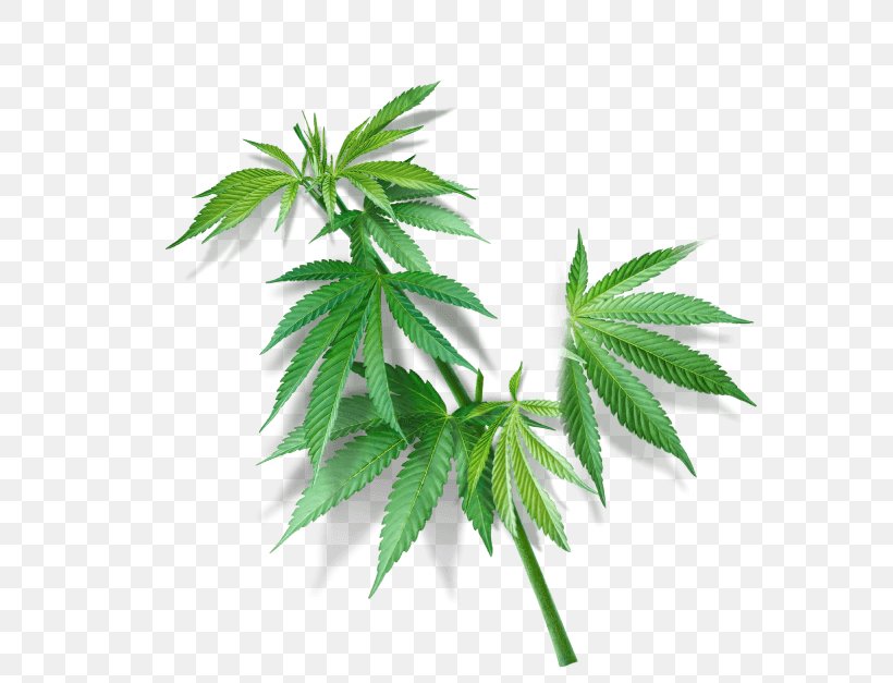 Hemp Cannabaceae Cannabis Sativa Navitas Organics, PNG, 600x627px, Hemp, Cannabaceae, Cannabis, Cannabis Sativa, Farm Download Free