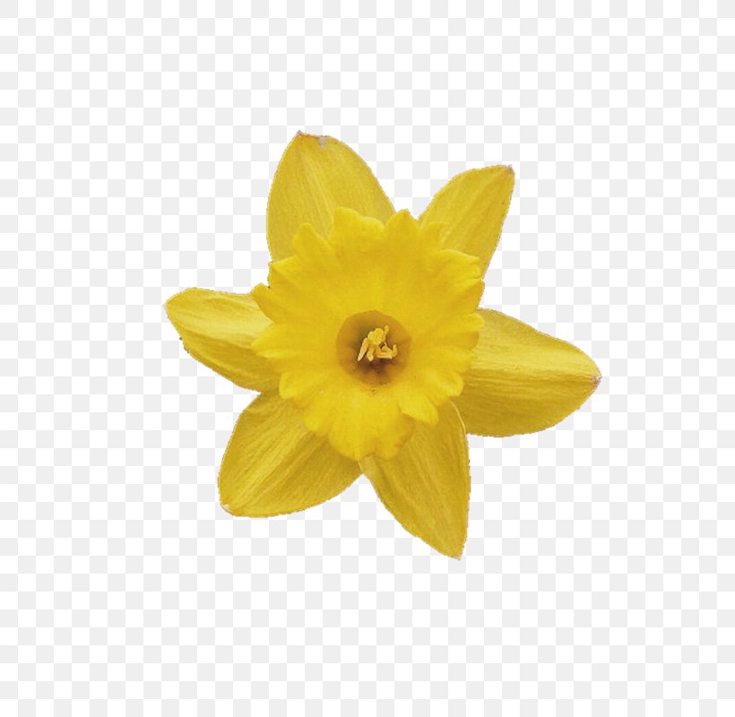 Photography Flower Daffodil Clip Art, PNG, 800x800px, Photography, Albom, Album, Daffodil, Flower Download Free