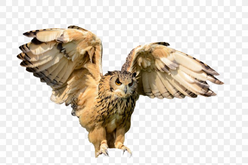 Bird Of Prey Flight Owl, PNG, 2000x1333px, Bird Of Prey, Beak, Bird, Bird Flight, Buzzard Download Free