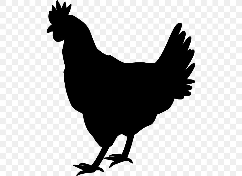 Chicken Cartoon, PNG, 504x598px, Chicken, Beak, Bird, Blackandwhite, Comb Download Free
