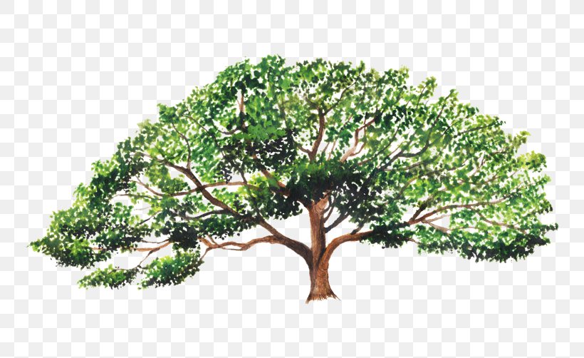 Enterolobium Cyclocarpum Branch Enterolobium Contortisiliquum Tree Guanacaste Province, PNG, 750x502px, Enterolobium Cyclocarpum, Bark, Branch, Costa Rica, Crown Download Free