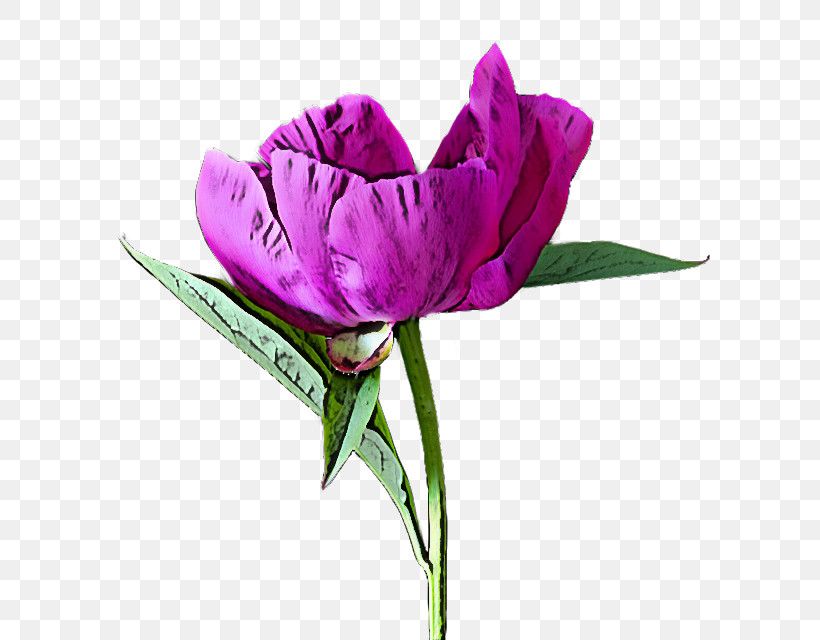 Flower Petal Violet Purple Plant, PNG, 640x640px, Flower, Cut Flowers, Lisianthus, Magenta, Petal Download Free