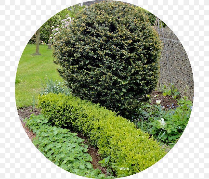 Hedge Vegetation Garden Landscape Biome, PNG, 702x702px, Hedge, Biome, Evergreen, Garden, Grass Download Free