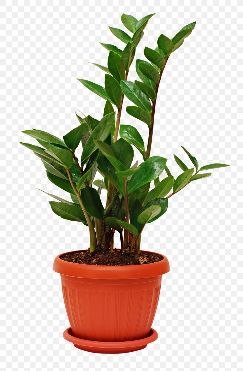Houseplant Succulent Plant Zanzibar Gem Indoor Air Quality, PNG, 800x1251px, Houseplant, Bamboo, Cactaceae, Fern, Flowerpot Download Free