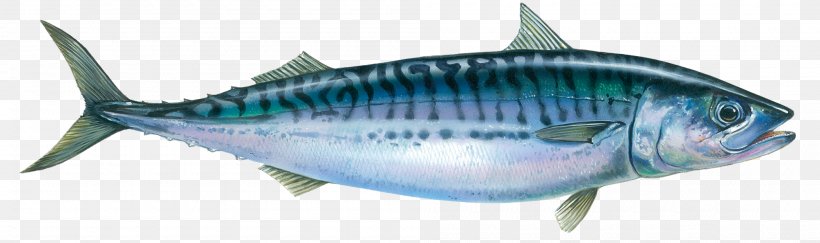 Oily Fish Atlantic Mackerel Seafood, PNG, 2000x594px, Fish, Animal Figure, Atlantic Cod, Atlantic Mackerel, Bonito Download Free