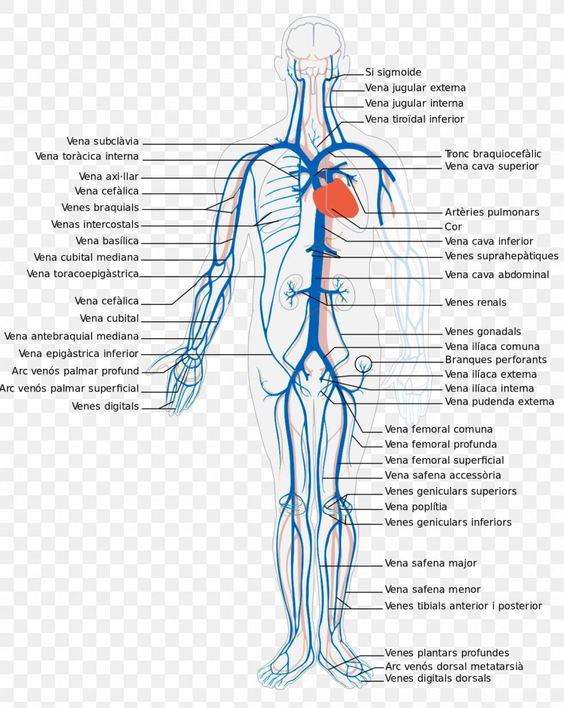 systemic veins)