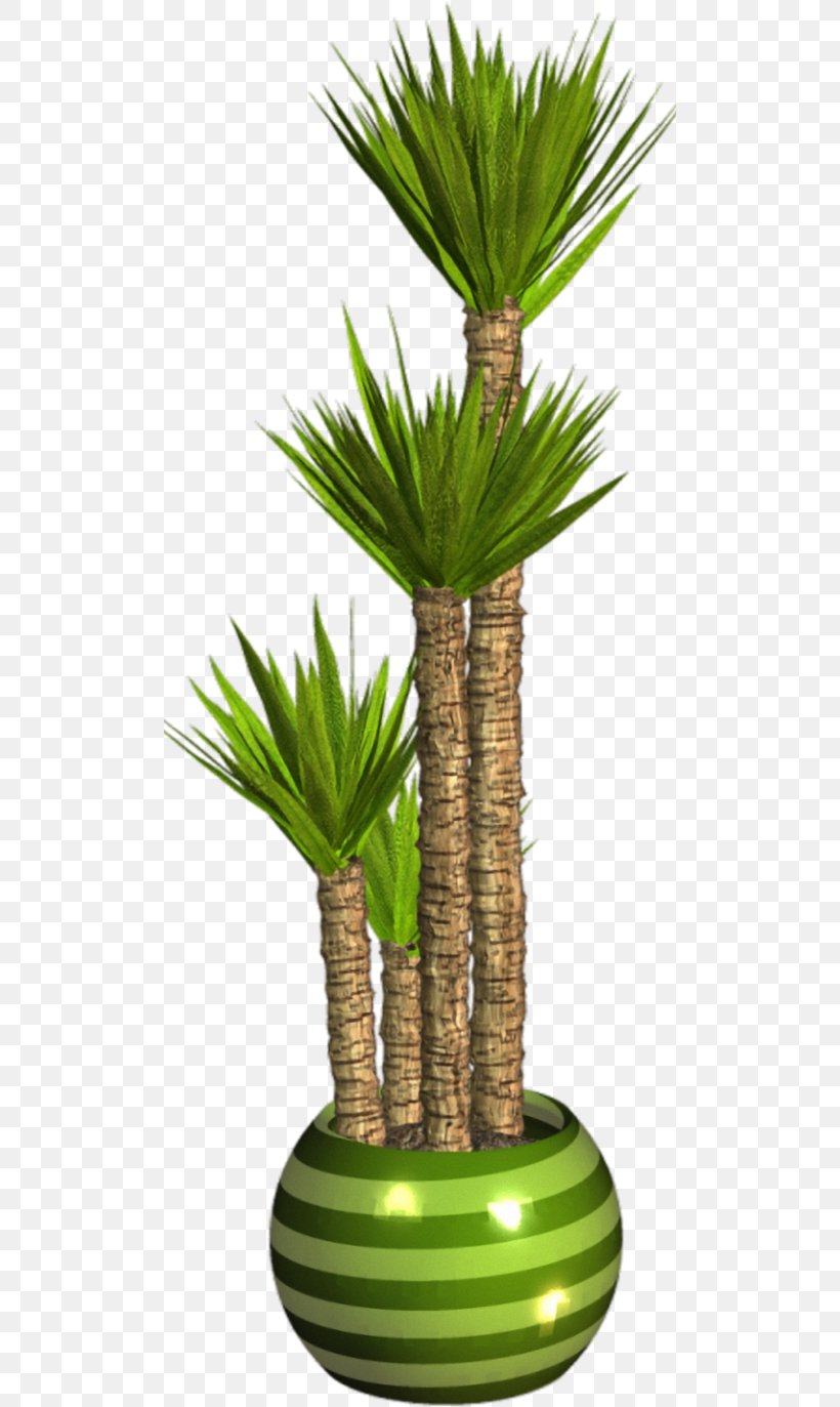 Asian Palmyra Palm Flowerpot Houseplant Arecaceae, PNG, 500x1373px, Asian Palmyra Palm, Arecaceae, Arecales, Borassus, Borassus Flabellifer Download Free