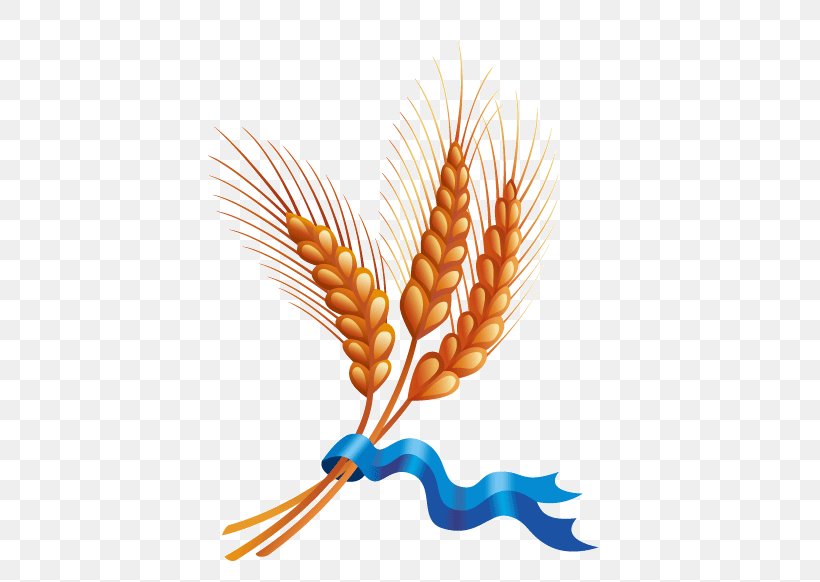 Wheat Cereal Harvest Ear, PNG, 678x582px, Wheat, Barley, Cereal, Commodity, Ear Download Free