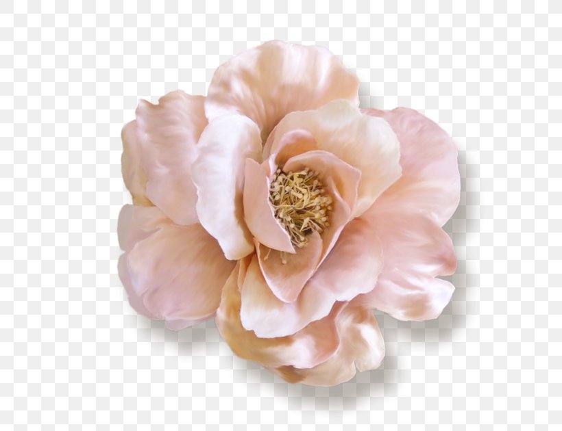 Ballet Beautiful Fashion Cabbage Rose Paper Garden Roses, PNG, 700x630px, Fashion, Cabbage Rose, Cut Flowers, Designer, Flower Download Free