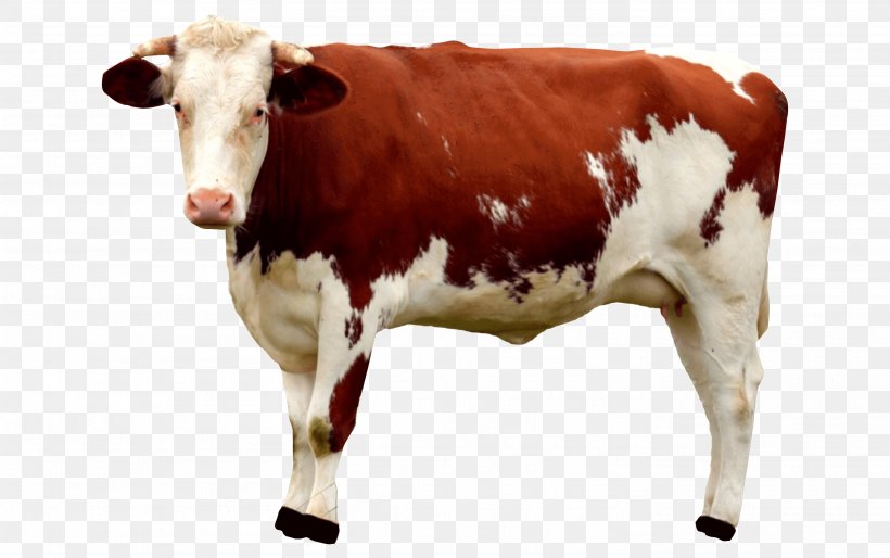 Cattle Goat Milk Sheep Calf, PNG, 2821x1769px, Cattle, Bovid, Bull, Calf, Cattle Like Mammal Download Free