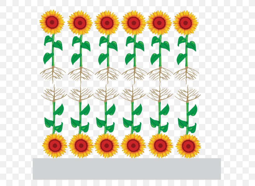Common Sunflower Function-spacer-lipid Kode Construct Sunflower Seed Architectural Engineering Floral Design, PNG, 646x600px, Common Sunflower, Architectural Engineering, Chrysanthemum, Chrysanths, Cut Flowers Download Free