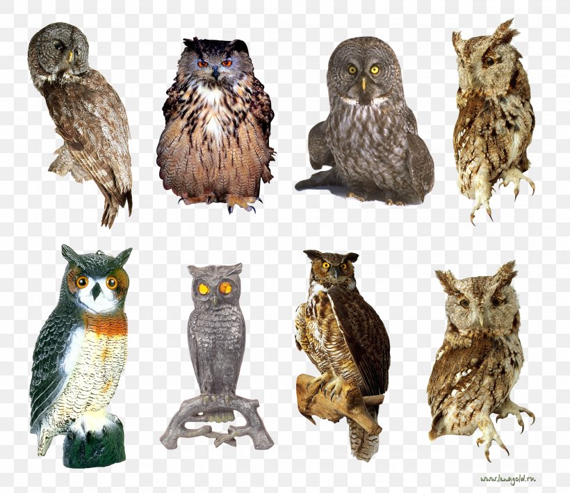 Owl God Is A Hoot! Book Beak Wildlife, PNG, 2183x1888px, Owl, Beak, Bird, Bird Of Prey, Book Download Free