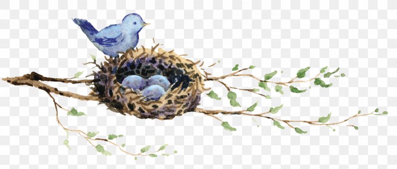 Edible Bird's Nest Bird Nest Drawing, PNG, 1386x590px, Bird, Beak, Bird Nest, Branch, Cut Flowers Download Free