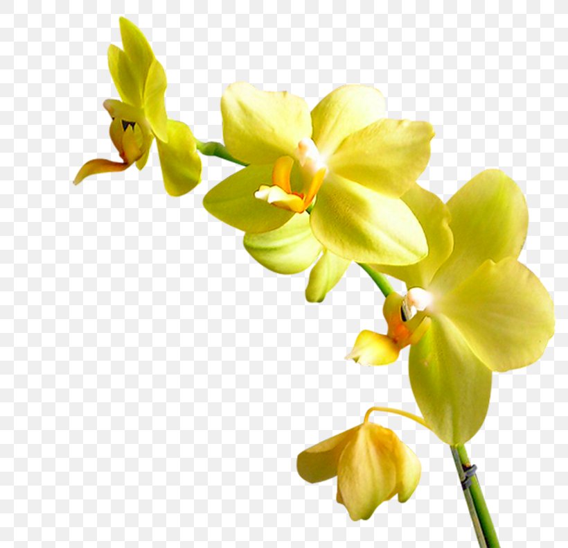 Flower Orchids Plant Garden Roses Yandex, PNG, 800x790px, Flower, Color, Cut Flowers, Flora, Flower Bouquet Download Free