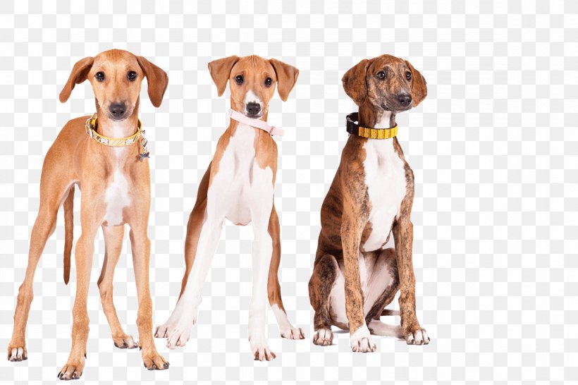 Lurcher Azawakh Sloughi Greyhound Whippet, PNG, 1170x780px, Lurcher, Azawakh, Carnivoran, Companion Dog, Dog Download Free