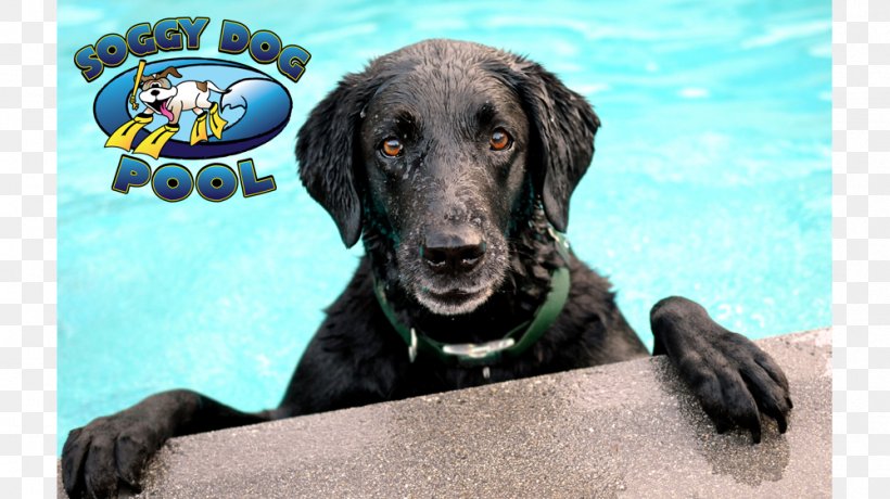 The Labrador Retriever Golden Retriever Swimming Pool Pet, PNG, 1000x562px, Labrador Retriever, Animal Rescue Group, Dog, Dog Breed, Dog Like Mammal Download Free