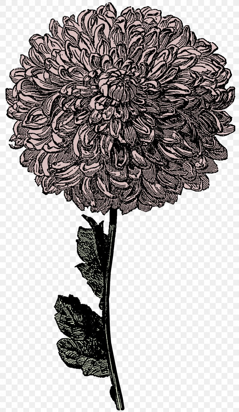 Victorian Era Drawing Clip Art, PNG, 1339x2310px, Victorian Era, Art, Black And White, Chrysanths, Cut Flowers Download Free