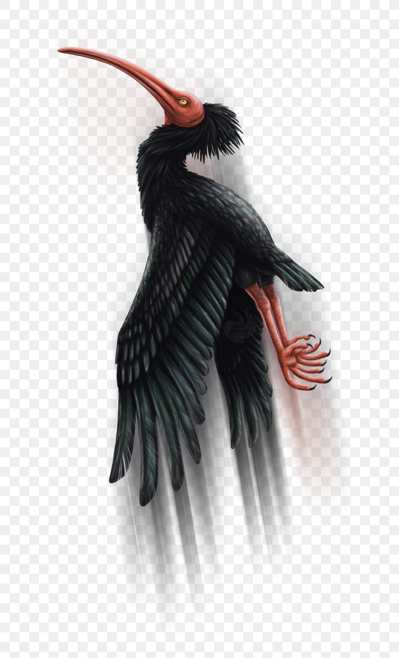 Artist Feather Work Of Art Northern Bald Ibis, PNG, 800x1353px, Art, Artist, Beak, Bird, Deviantart Download Free
