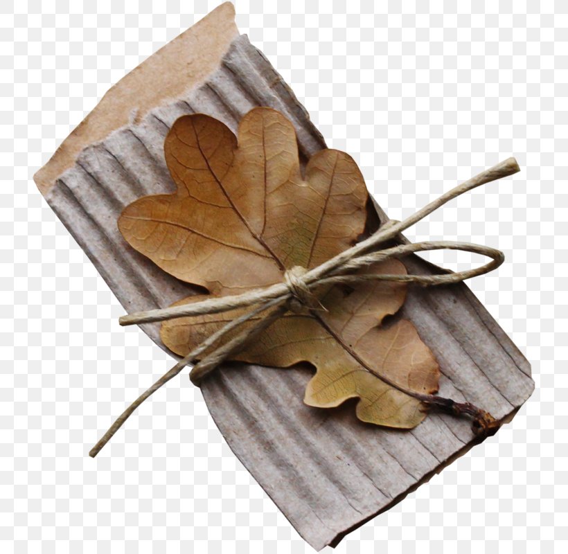 Beige Flower, PNG, 730x800px, Leaf, Beige, Flower, Maple Leaf, Plane Download Free