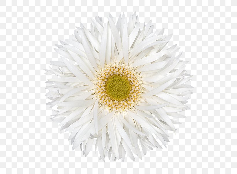 Clip Art Common Daisy Image Openclipart, PNG, 600x600px, Common Daisy, Annual Plant, Aster, Chrysanths, Cut Flowers Download Free