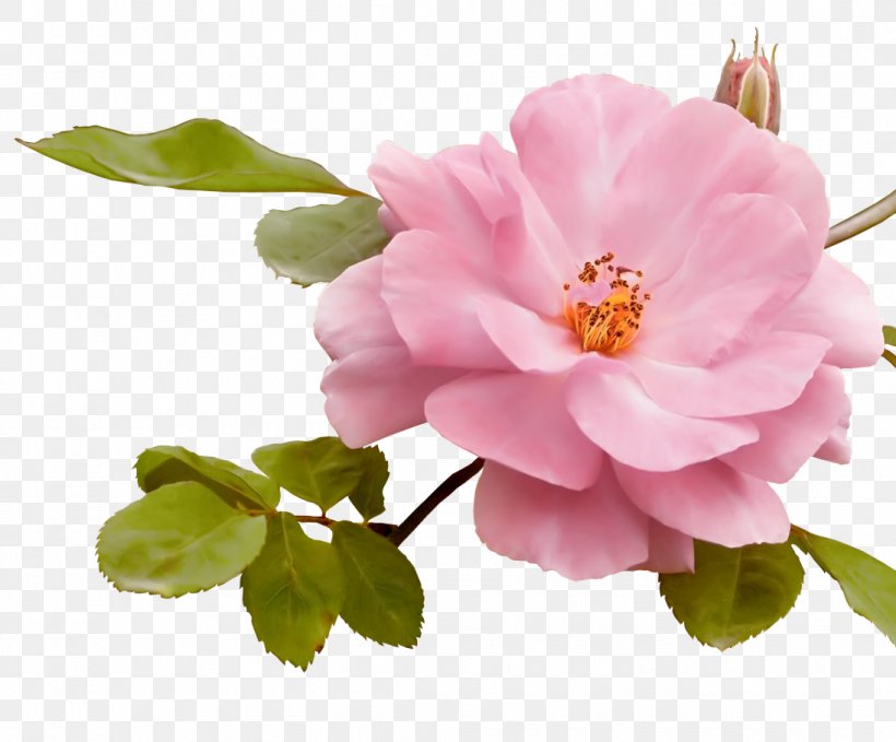 Flower Drawing Garden Roses Birthday, PNG, 1095x908px, Flower, Birthday, Blossom, Camellia, Camellia Sasanqua Download Free