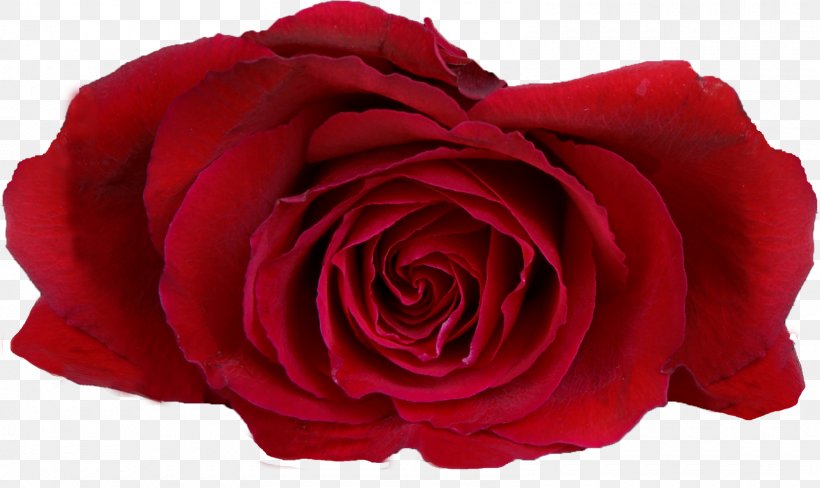 Garden Roses Flower Desktop Wallpaper Red, PNG, 1600x954px, Rose, Cut Flowers, Floribunda, Flower, Flower Bouquet Download Free