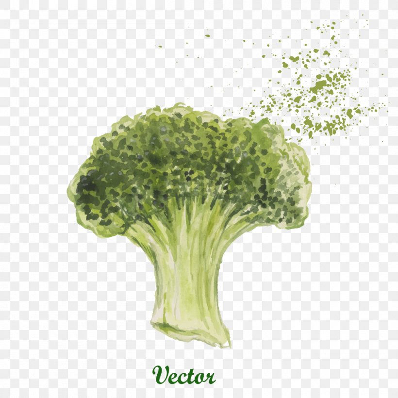 Vegetable Broccoli Illustration, PNG, 1000x1000px, Vegetable, Broccoli, Broccolini, Cartoon, Food Download Free