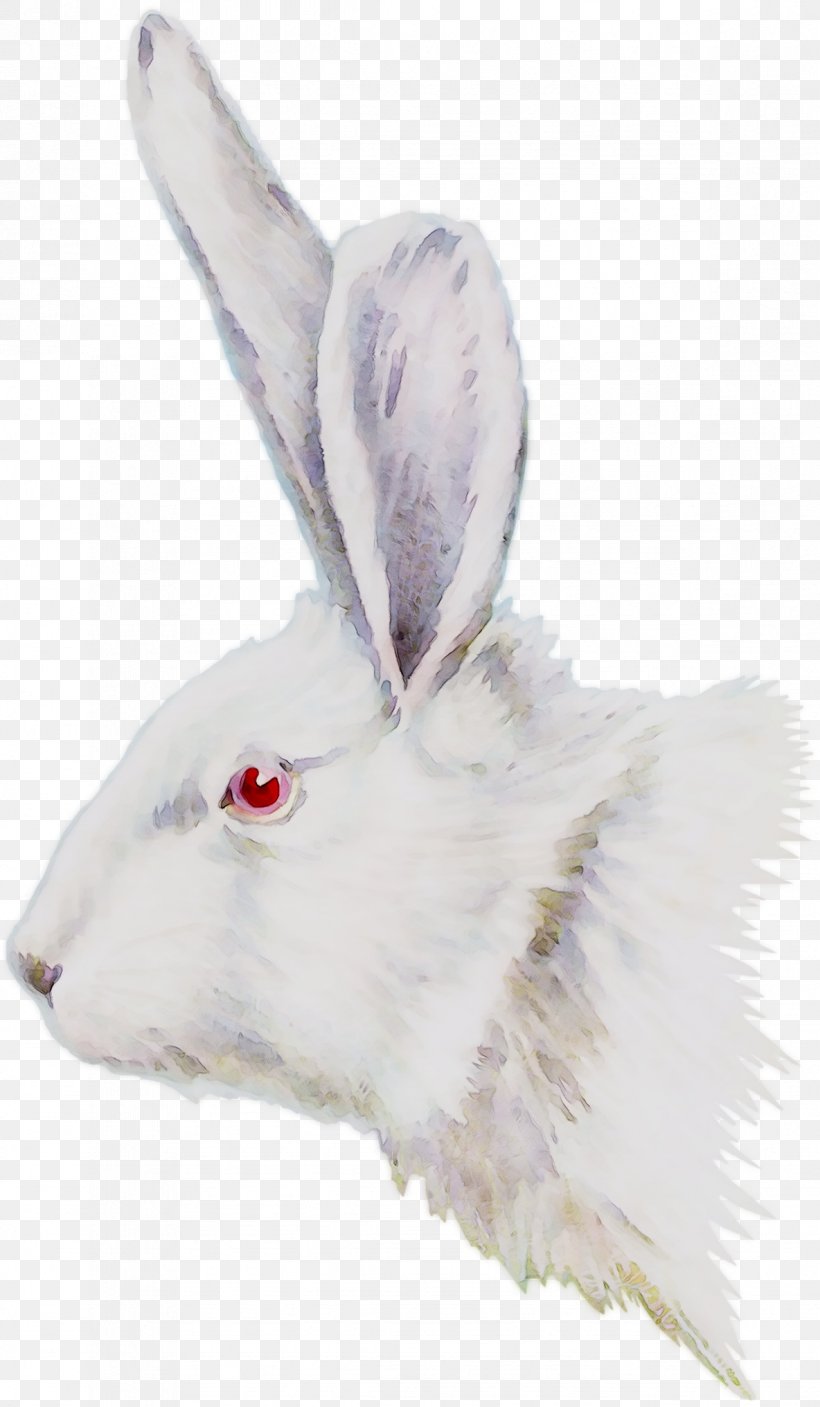 Domestic Rabbit Hare Fur Snout, PNG, 1184x2033px, Domestic Rabbit, Animal Figure, Arctic Hare, Ear, Fur Download Free
