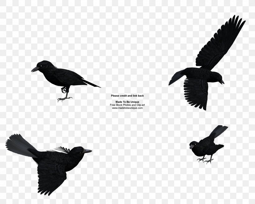 Rook Common Raven Baltimore Ravens Free Content Clip Art, PNG, 4000x3200px, Rook, American Crow, Baltimore Ravens, Beak, Bird Download Free