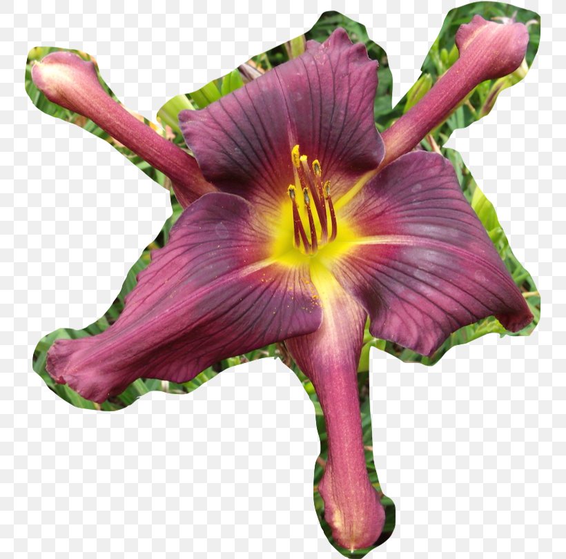 Flower Daylily Tepal Scape Plant Stem, PNG, 748x810px, 2017, Flower, Daylily, Flowering Plant, Petal Download Free