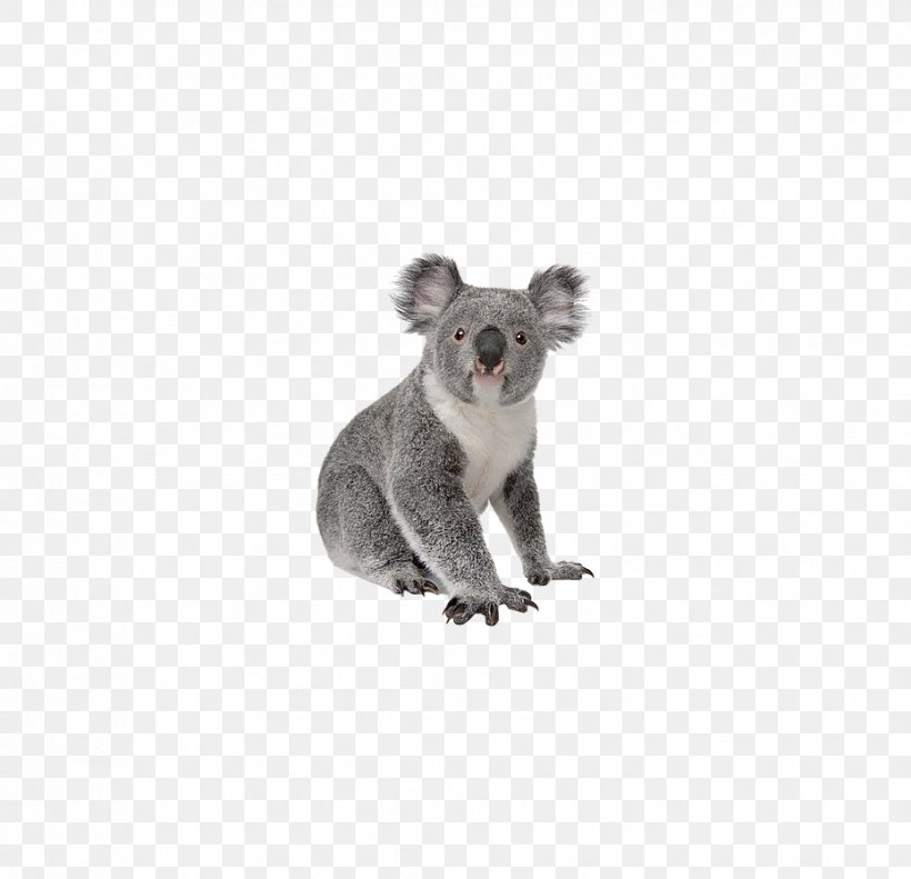 Koala Wombat Word Korean Vocabulary, PNG, 928x896px, Koala, Czech, English, Fauna, French Download Free