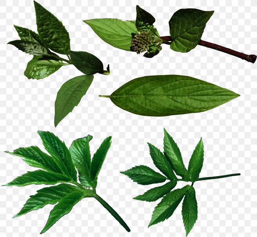 Leaf Clip Art, PNG, 2784x2563px, Leaf, Depositfiles, Herb, Herbalism, Internet Media Type Download Free