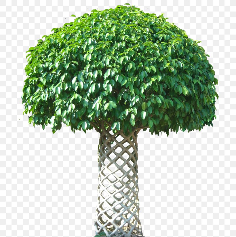 Weeping Fig Tree Houseplant Common Fig, PNG, 700x823px, Weeping Fig, Common Fig, Evergreen, Fiddleleaf Fig, Fig Trees Download Free