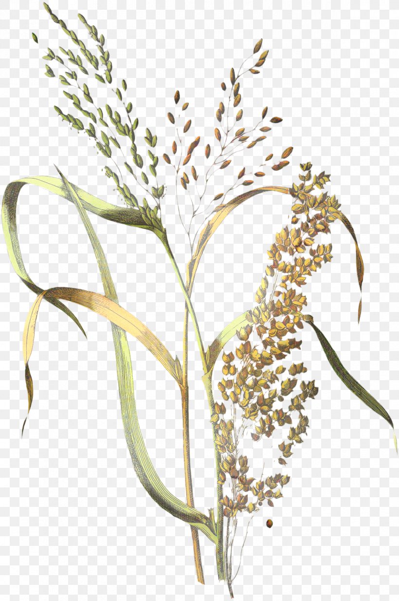 Cereal Millet Botanical Illustration Rice Botany, PNG, 1197x1800px, Cereal, Barley, Botanical Illustration, Botany, Common Wheat Download Free